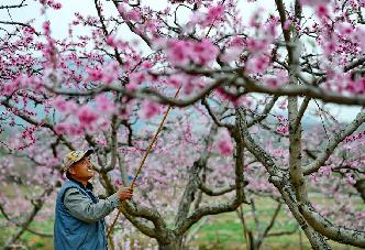 十裏桃花相映紅 萬戶桃農甩窮帽