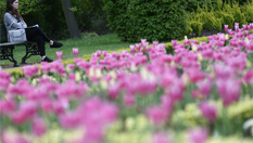 倫敦公園鮮花綻放