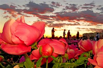 絲路瓜鄉花盛開