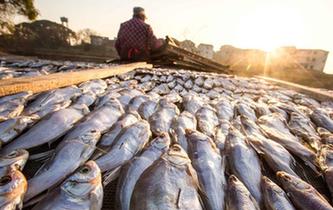 鄱陽湖畔漁民曬魚忙
