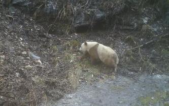 陜西再次發現野生棕色大熊貓
