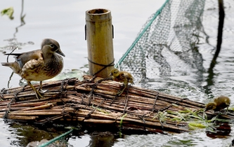 超有愛！西湖裏的鴛鴦&ldquo;愛心橋&rdquo;升級