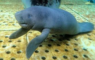 西非海牛在珠海成功産子