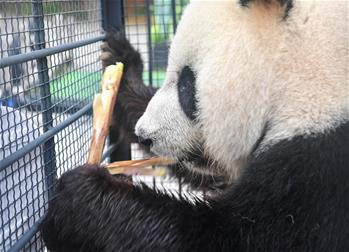 &ldquo;闖關東&rdquo;大熊貓返鄉並計劃&ldquo;生娃&rdquo;