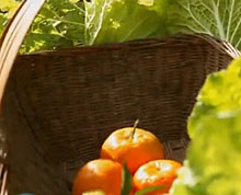 扎根家乡，勤劳致富(91004245)