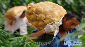 土豆滞销愁煞人，新华微博网友来支招