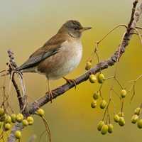 秋天羽毛丰满的鸟儿