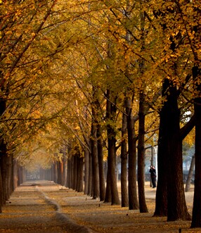 银杏大道：依然醉人
