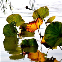 新华摄影之路&mdash;&mdash;生态篇