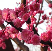 实拍上海所梅园