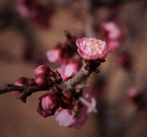繁枝嫩蕊，春意盎然