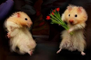 清明节表白才是王道