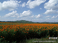 俺们村的草莓谁来采？