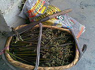 蕨菜，蕨菜