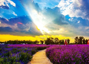 活动丨薰衣草庄园摄影比赛免费入园