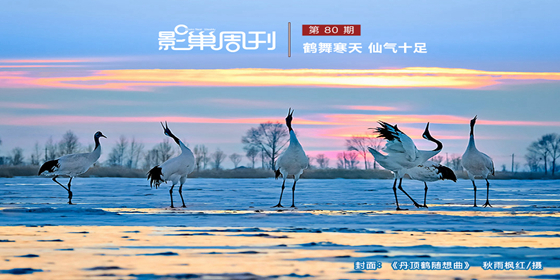 【影巢周刊】鹤舞寒天 仙气十足