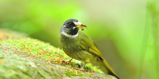 《一组领雀嘴鹎》 作者：清风细雨(1)