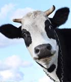 &ldquo;水&rdquo;、&ldquo;乳&rdquo;交融，国标总慢半拍？