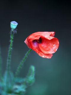 拍的&ldquo;美人&rdquo;归