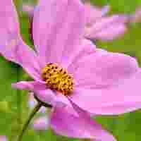 看那片美丽的格桑花