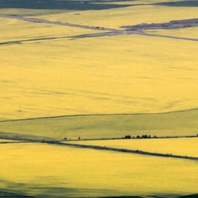 大山下的油菜花