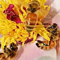 狼多肉少采蜜忙