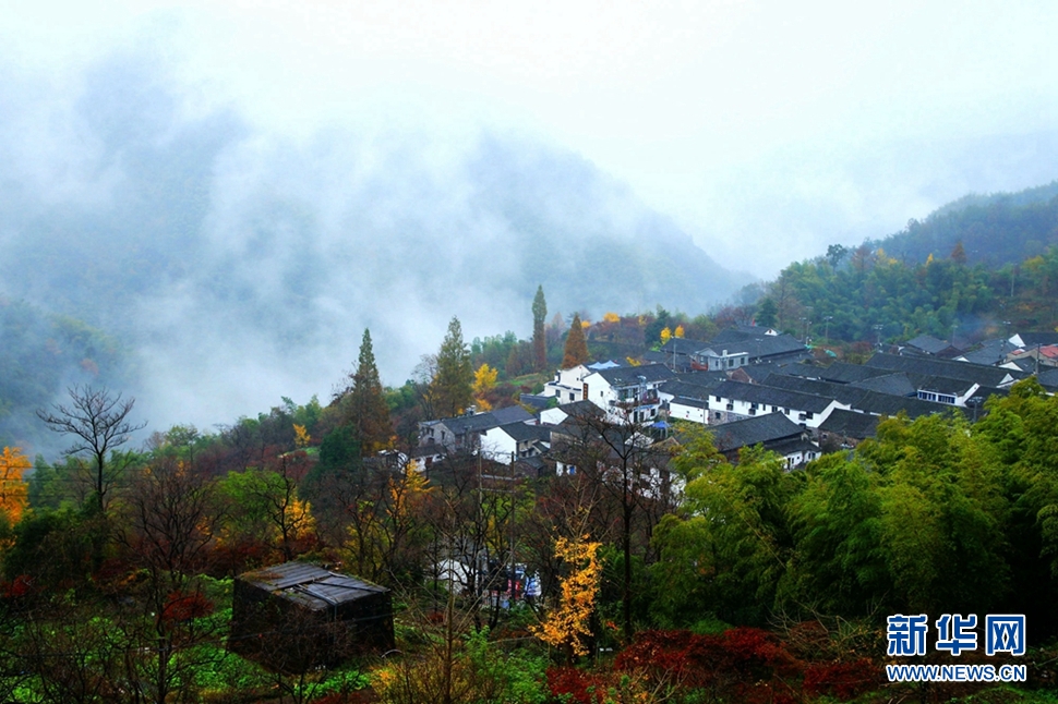 踏雨寻秋醉柿林