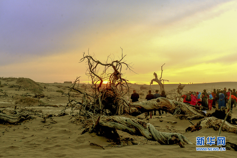 千年胡杨，不朽传奇