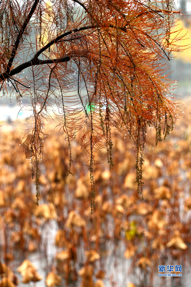 留得残荷听雨声