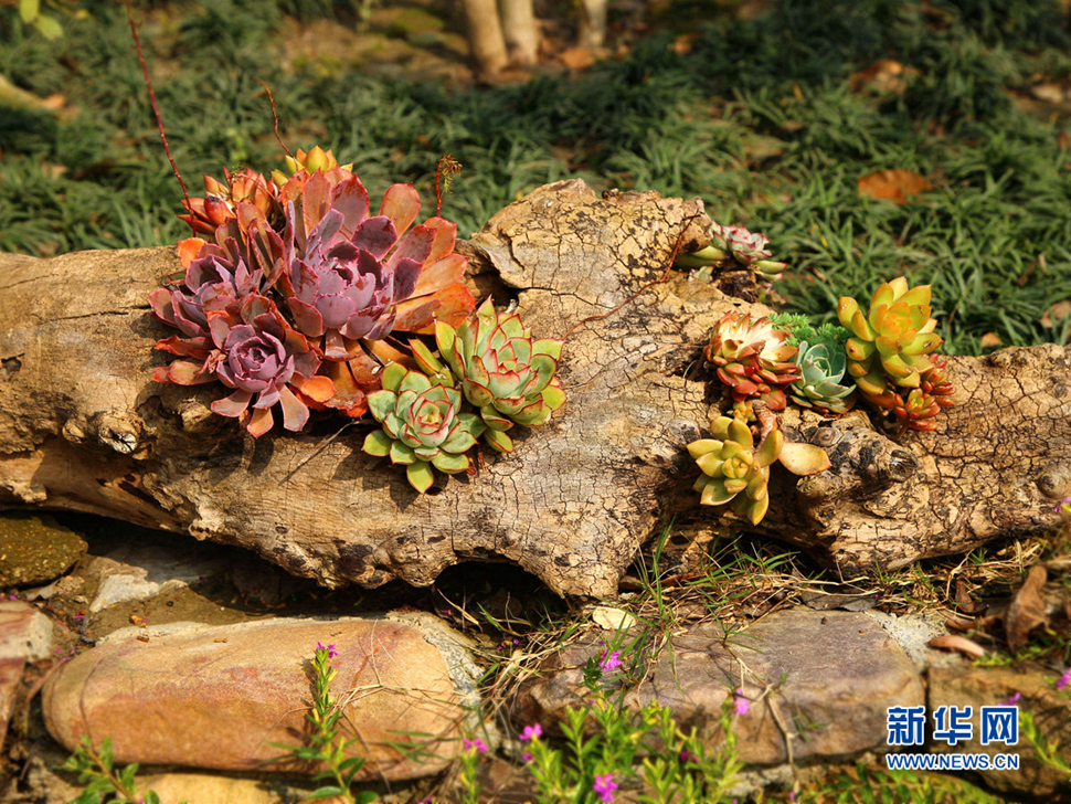 当朽木遇上多肉