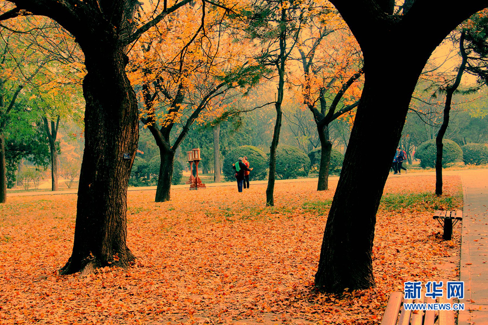 北京天坛公园风景