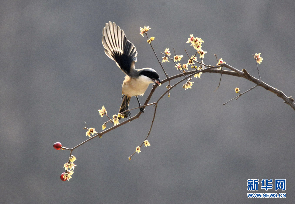 元旦假期拍鸟随感