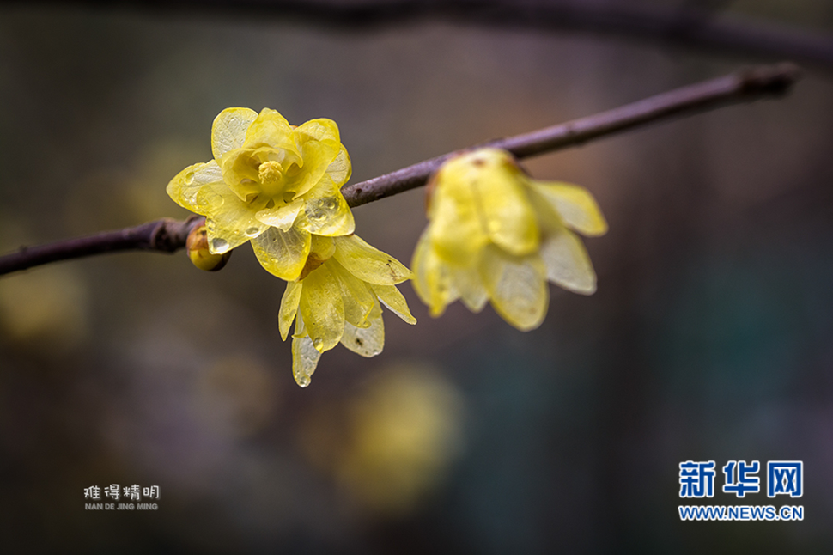 腊梅花——散作乾坤万里春