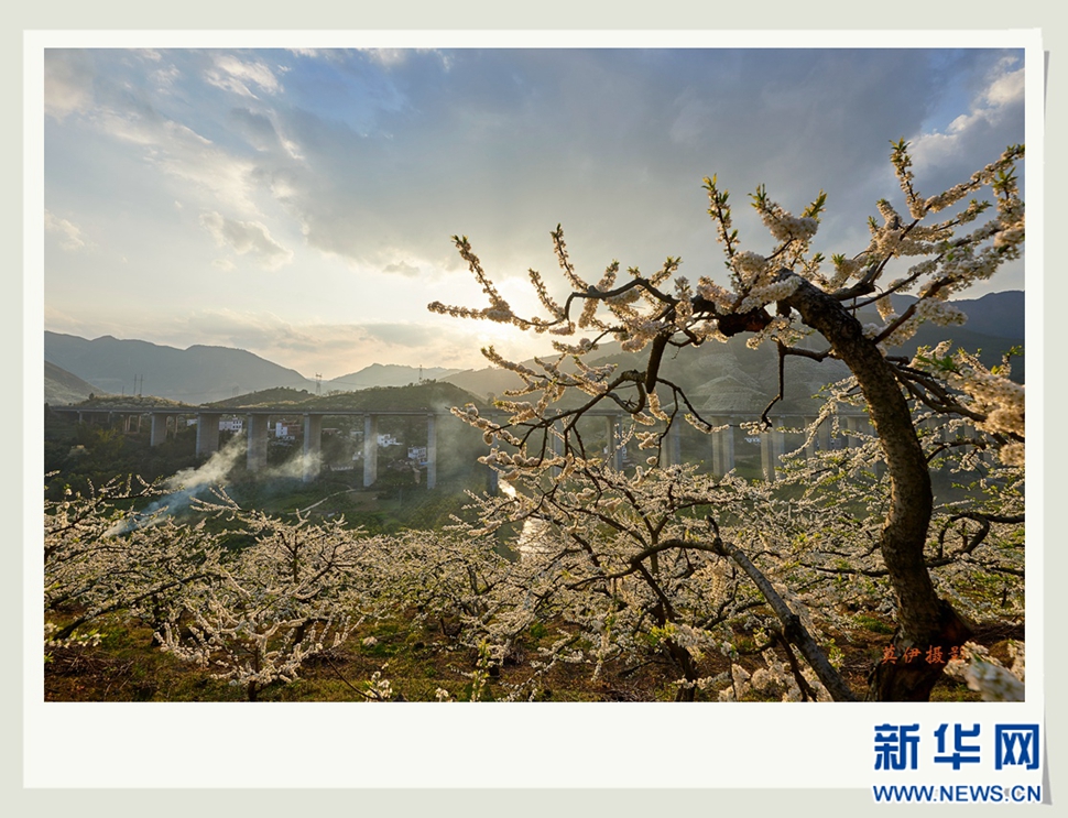 李花白，彩霞红，春意浓
