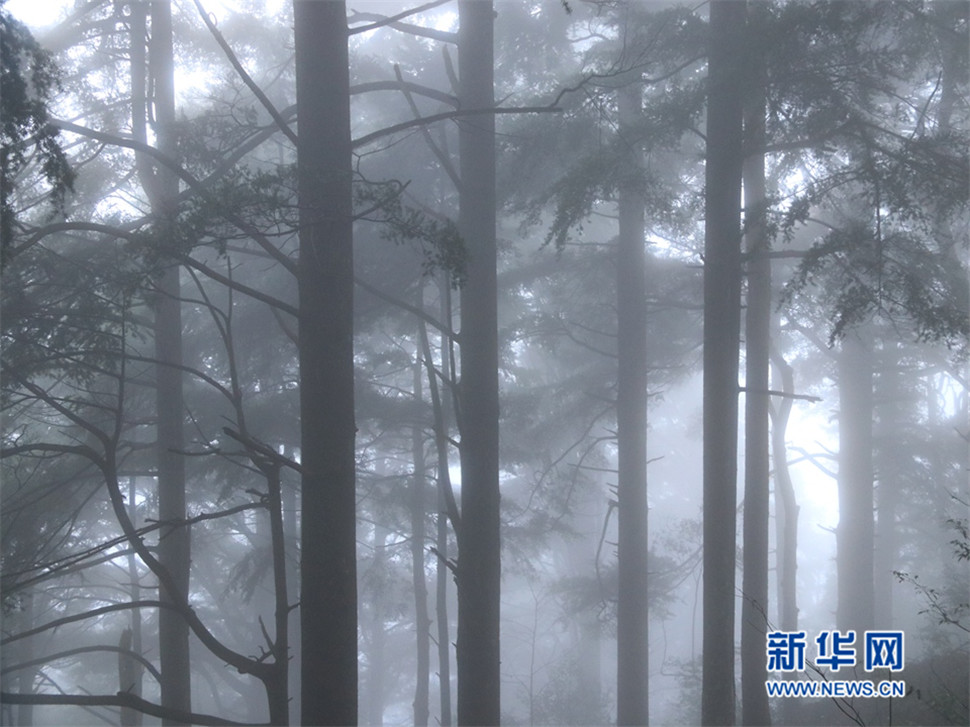 云山雾海铁杉林