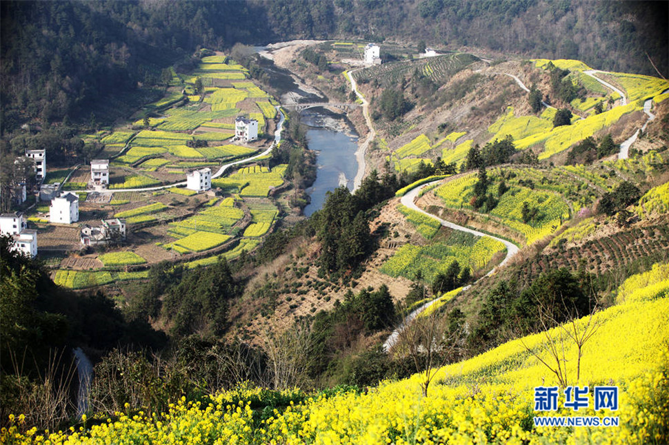 安徽歙县石潭油菜花
