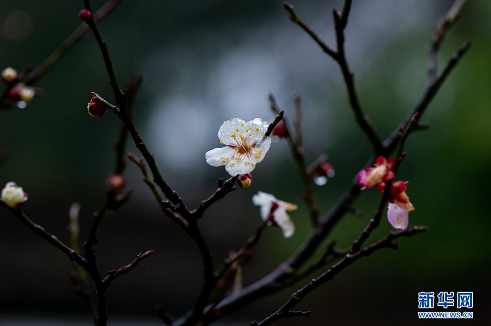 疏影横斜，暗香浮动