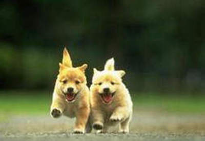 娃娃鱼，就这样坏了警察蜀黍们的饭局