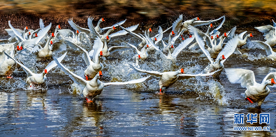 大白鹅赛似天鹅