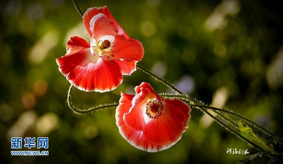 风姿绰约虞美人