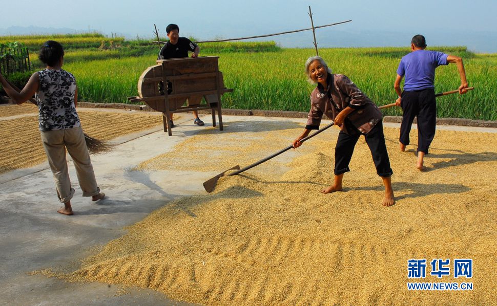 秋收稻田与秋收晒坝