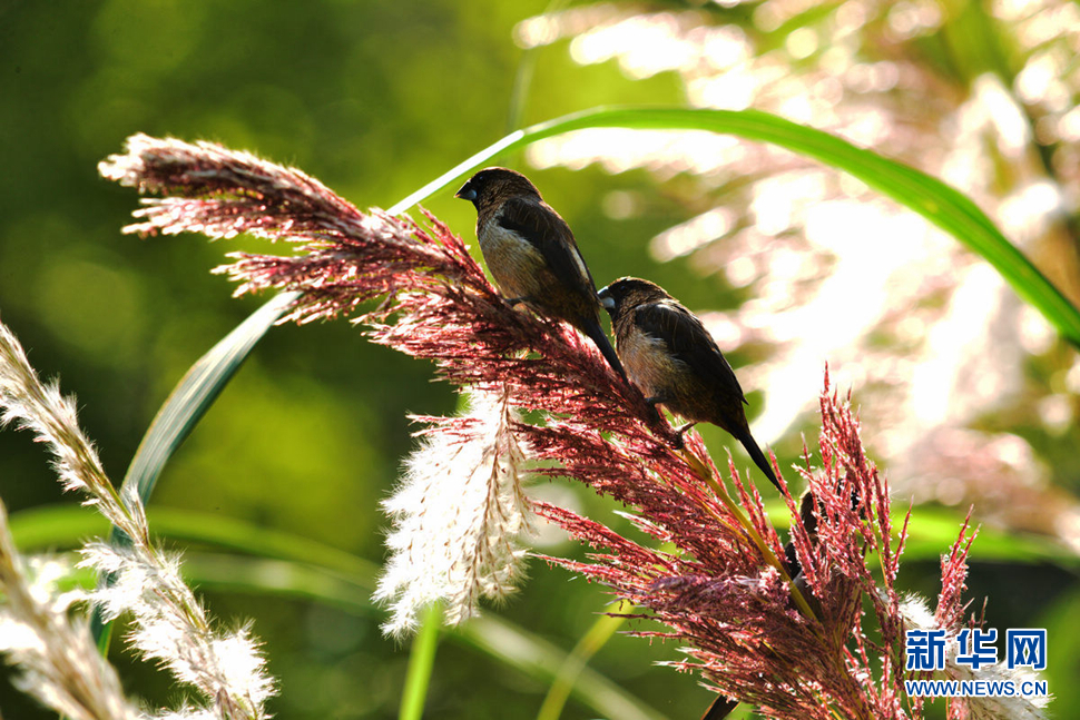 《江南浅秋小品----芦花》