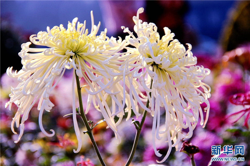 金秋时节，菊润车城