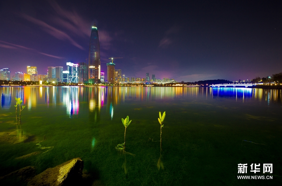 深圳人才园夜景