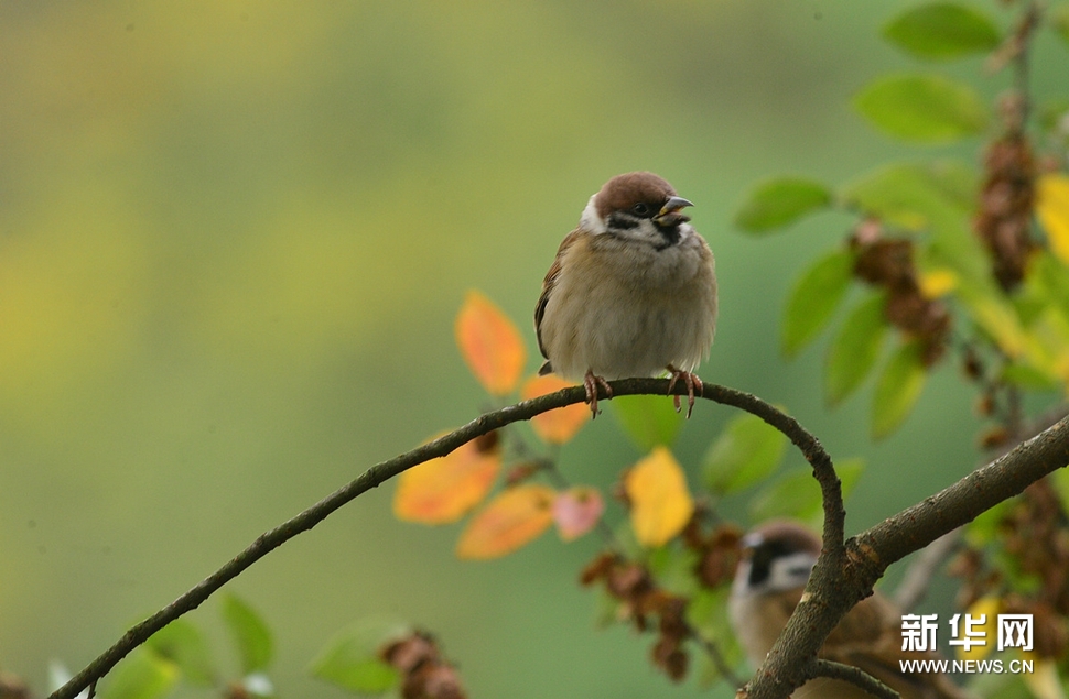初冬西湖边杂摄