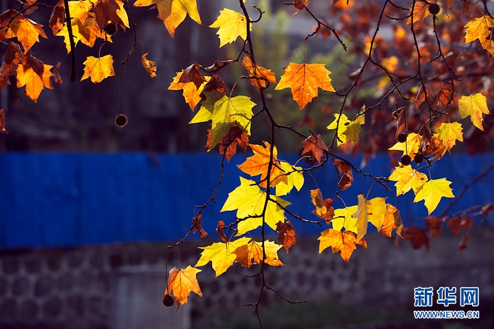 河边，那被秋色重染的法国梧桐