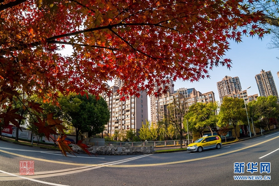 小雪节气扫街，秋韵依然浓烈