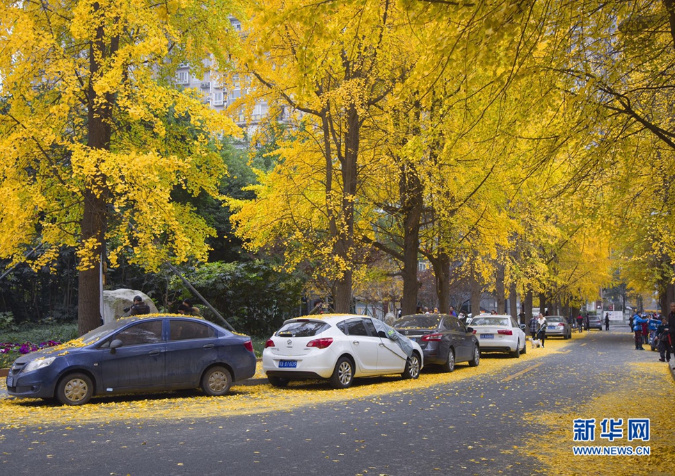 冬日暖阳，成都的银杏已满地