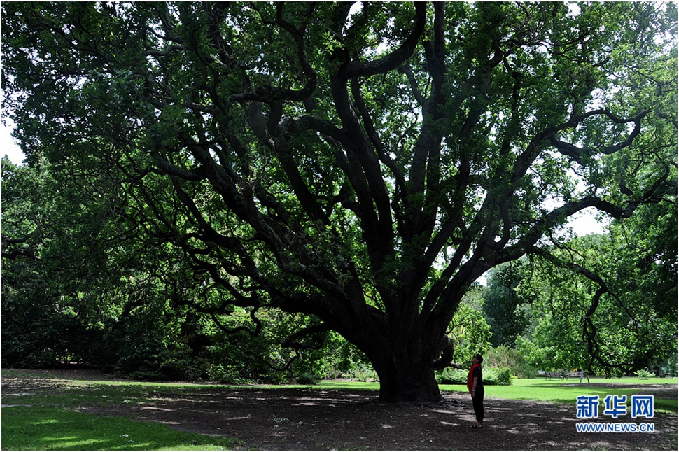 墨尔本皇家植物园