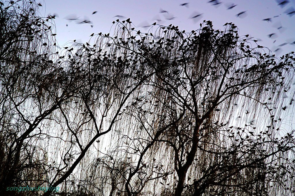 大明湖畔万鸟聚集